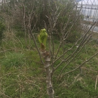 天然山菜