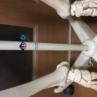 等身大人体模型  人体標本　3B Smart Anatomyの画像