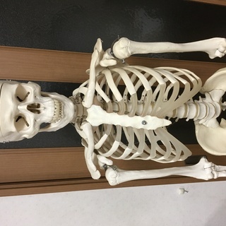 等身大人体模型  人体標本　3B Smart Anatomyの画像