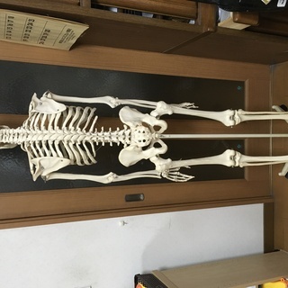 等身大人体模型  人体標本　3B Smart Anatomyの画像