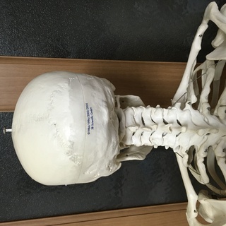 等身大人体模型  人体標本　3B Smart Anatomyの画像
