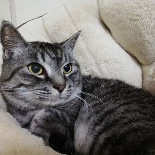 和猫らしい丸いお顔が可愛いサバトラちゃん🎶