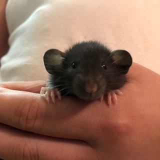 交渉中☆ファンシーラットの赤ちゃん
