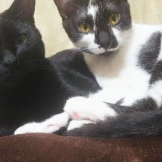 3匹の仔猫と、母猫の里親様を募集しております! - 明石市