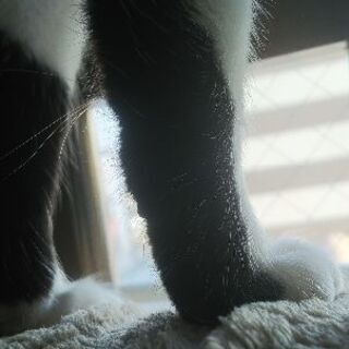 3匹の仔猫と、母猫の里親様を募集しております! - 猫