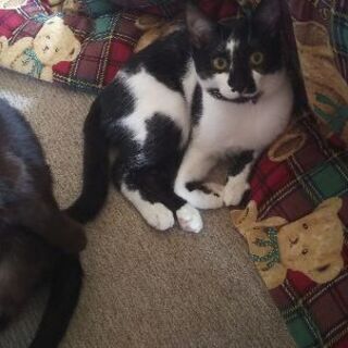 3匹の仔猫と、母猫の里親様を募集しております!