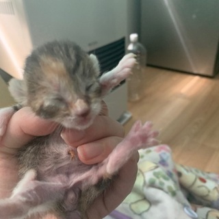 子猫里親募集