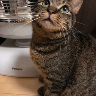 ねこ大好き★目がぱっちりのイケメン！甘えんぼラキくん