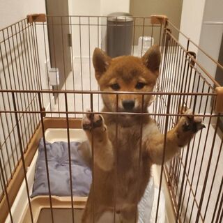 豆柴　生後3ヶ月