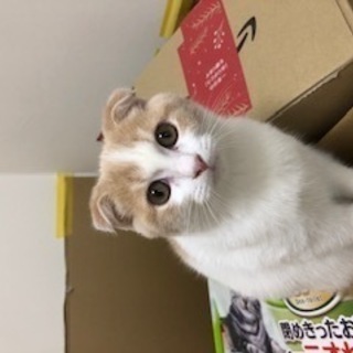 生後8ヶ月の女の子です