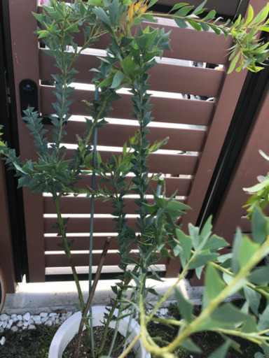 レア人気種　三角アカシア