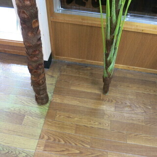 人工観葉植物の画像