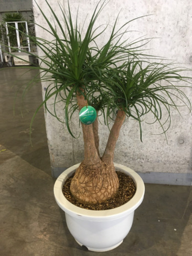 観葉植物　ポニーテール