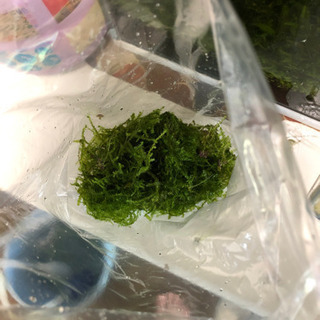 南米ウィローモス　