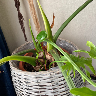 値下げしました！【観葉植物】セローム【10号】の画像