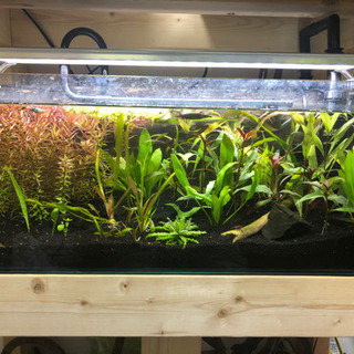 水草あげます