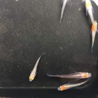 めだか 更紗(2色)  5匹＋α
