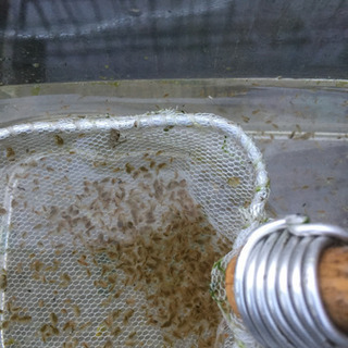 オオミジンコの画像