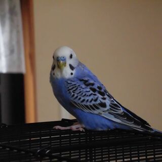 セキセイインコを探してます‼️