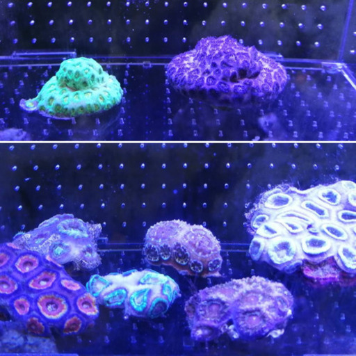 予約済み★カクレクマノミなど海水魚達です