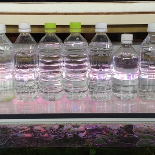 メダカ用 養殖ミジンコ  無料提供【０円】の画像