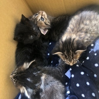 久留米市動物管理センターで保護中です。の画像