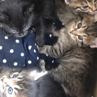 久留米市動物管理センターで保護中です。 - 猫