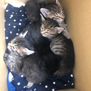 久留米市動物管理センターで保護中です。 - 里親募集