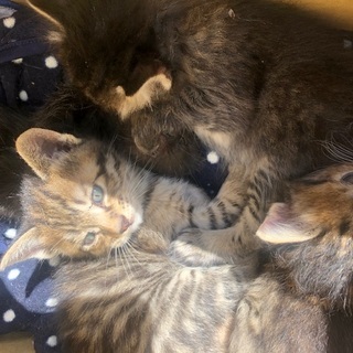 久留米市動物管理センターで保護中です。 - 久留米市