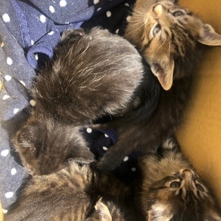 久留米市動物管理センターで保護中です。 − 福岡県