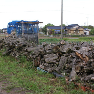 梨の木の廃木（暖炉やかまど用にカットした木材）チェンソーで切断し...