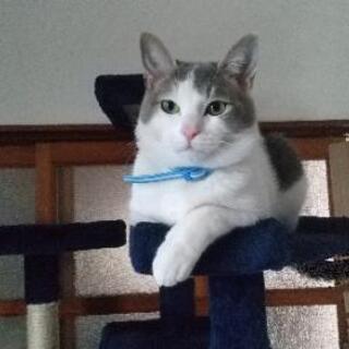迷い猫を探しています。