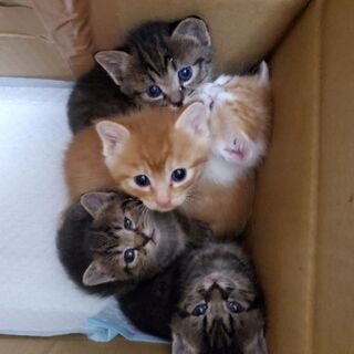 ❁子猫の里親さん募集です❁(全員決まりました❁ありがとうございます！)