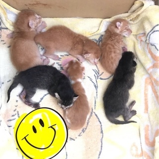 子猫の里親さん募集してます☺︎