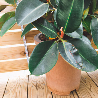 大きめゴムの木　鉢植え　観葉植物　室内グリーン　常緑樹　ガーデニングの画像