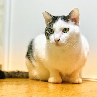 なでなで大好き甘えん坊な、グリーンアイのクール系イケメン