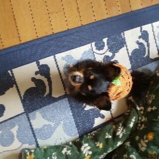 ピアノ初心者サークル募集