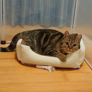 猫アレルギー発症のため里親募集 一歳 スコティッシュフォールド