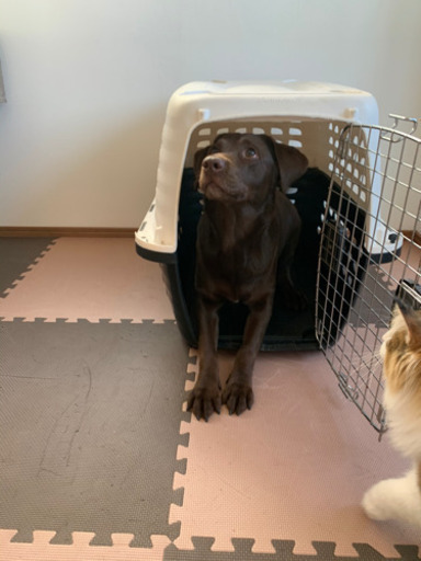 クレート　大型犬用　ペットケージ
