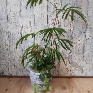 【観葉植物】寄せ植え