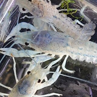 青い💙ミステリークレイフィッシュ(アクアリウム 熱帯魚 ザリガニ...