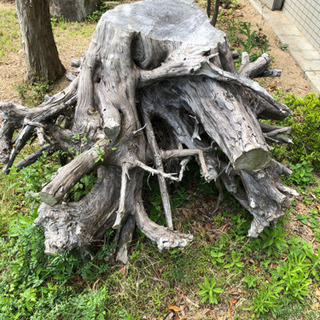 おしゃれな大きな切り株