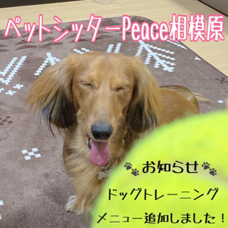 出張🐾犬のしつけ・ドッグトレーニング