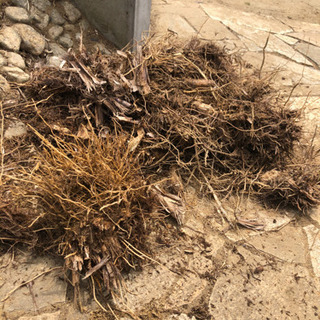 パンパスグラスの画像