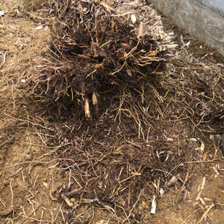 パンパスグラスの画像