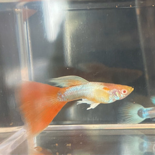 【アルビノグッピー 】RREA.アクアマリンレッドテール【パンジー】の画像