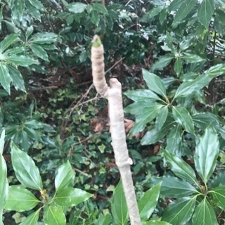 天然コシアブラ