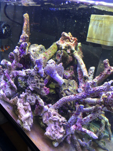 ※大量　良質ライブロック 