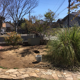 パンパスグラスの画像