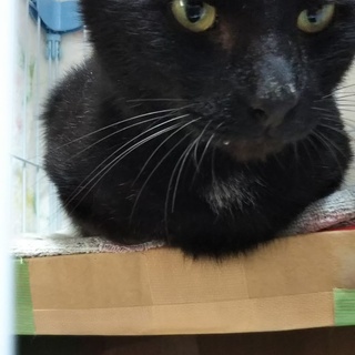 おとなしく甘えんぼ黒猫ちゃん